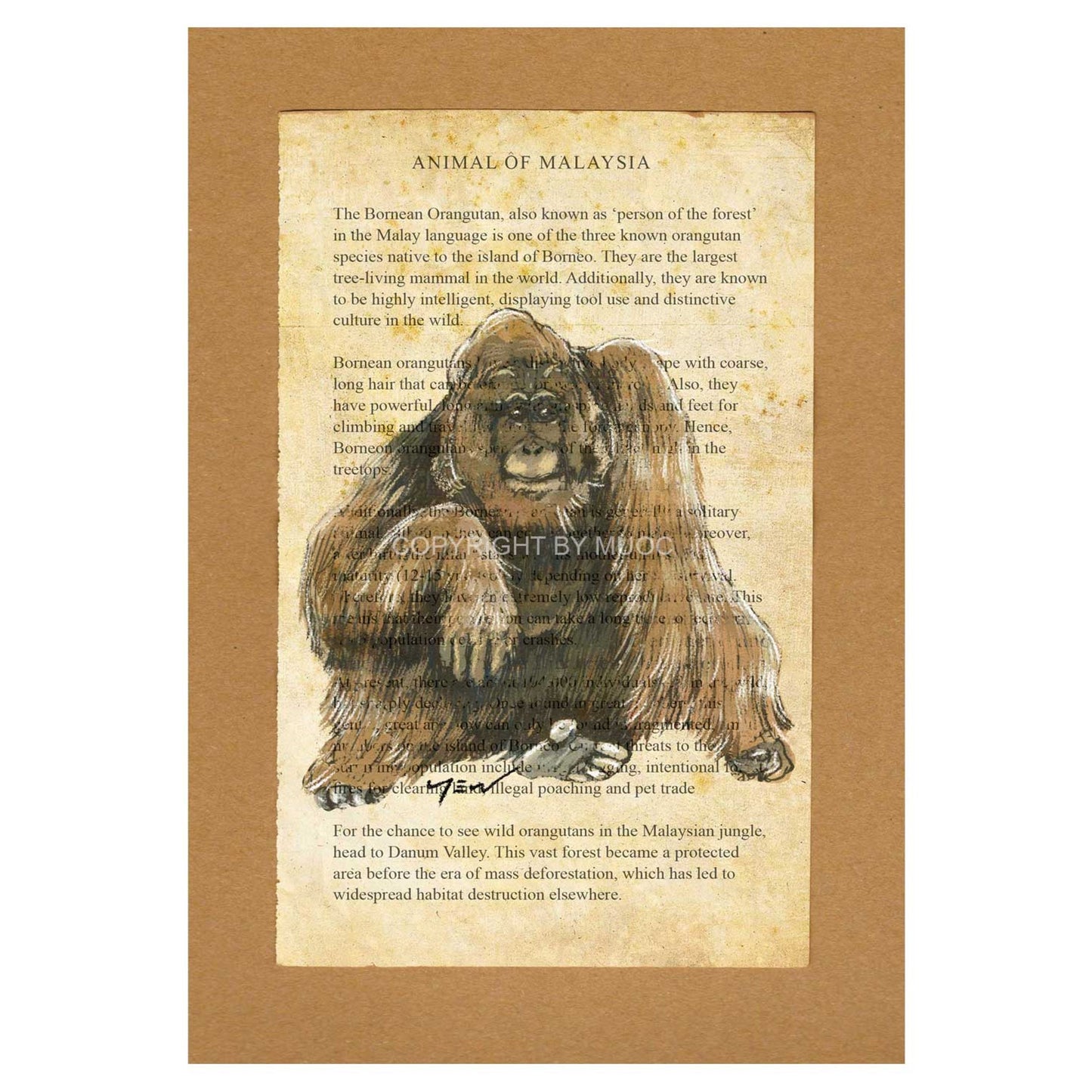 Malaysian Animal Postcard - Orang Utan
