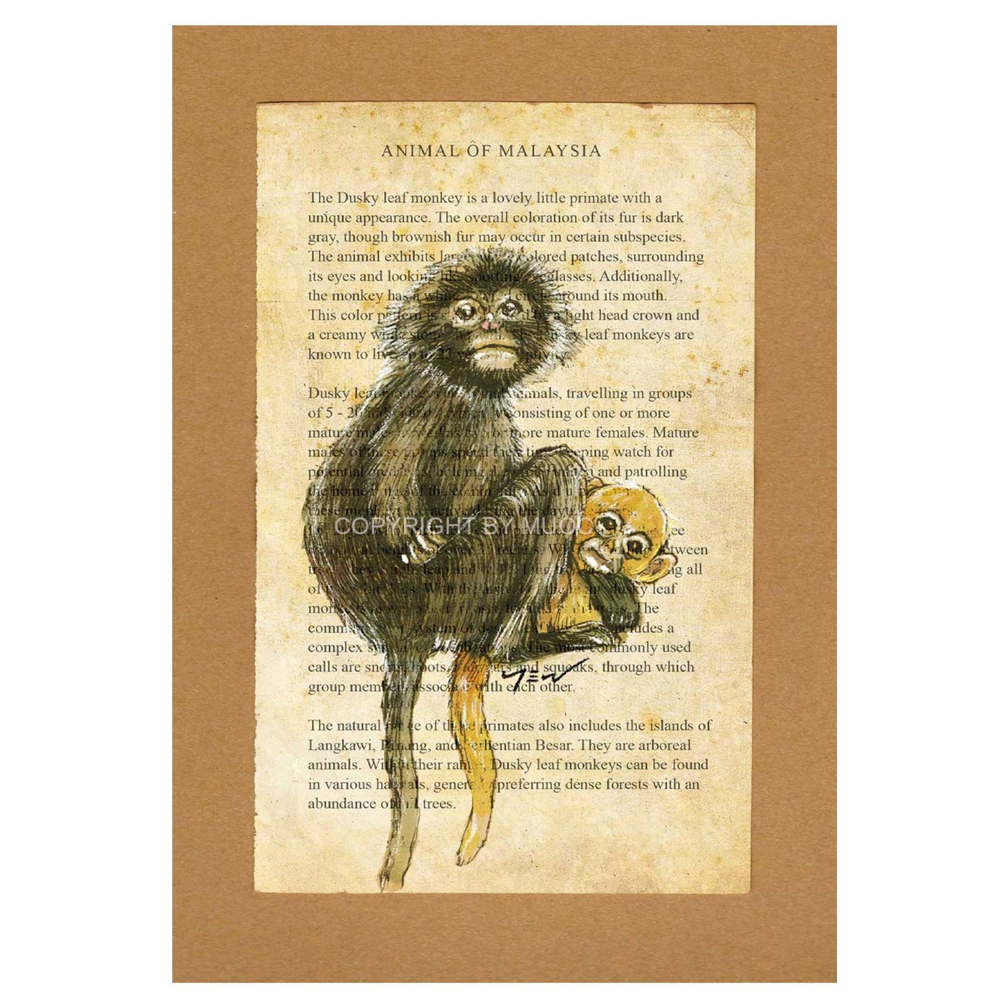Malaysian Animal Postcard - Dusky Leaf Monkey