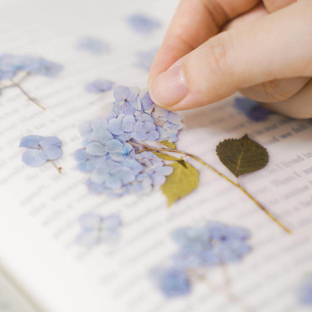 Appree Pressed Flower Sticker | Bigleaf Hydrangea