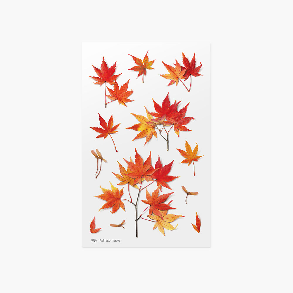 Appree Pressed Flower Sticker | Palmate Maple