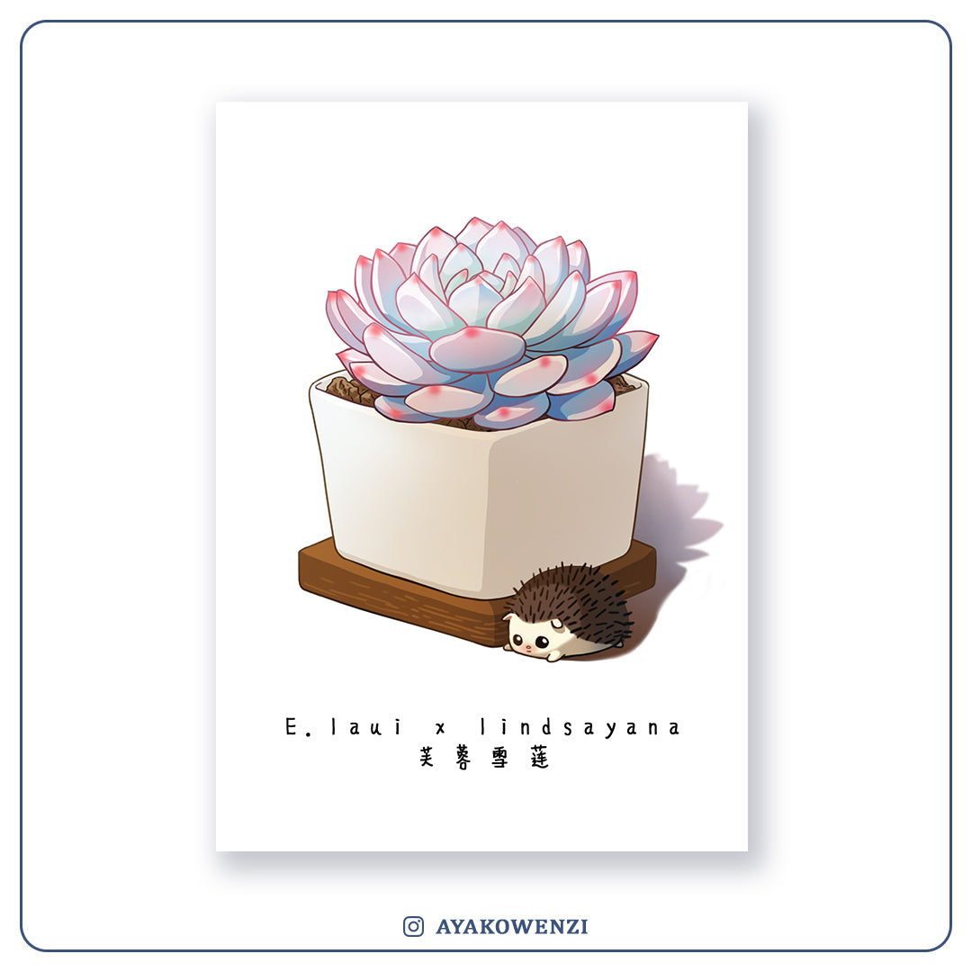 Postcard | E.laui x lindsayana