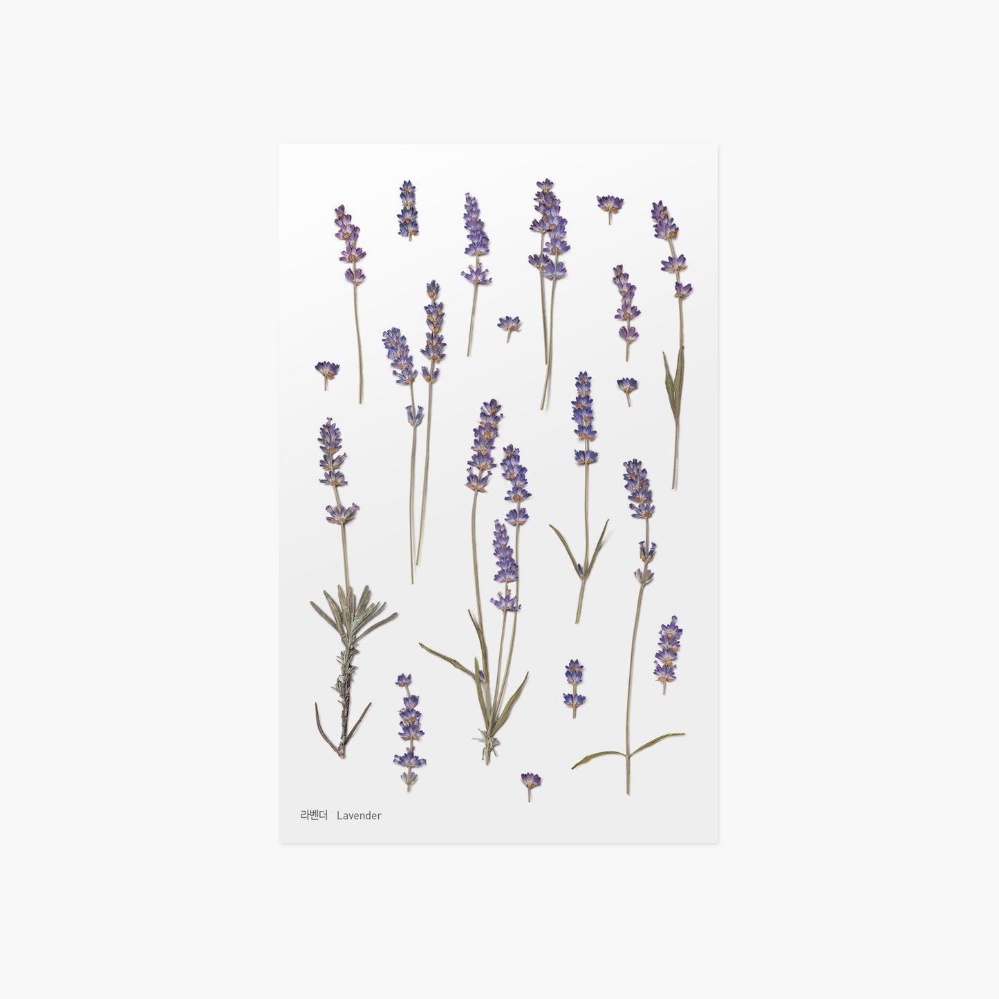 Appree Pressed Flower Sticker | Lavender