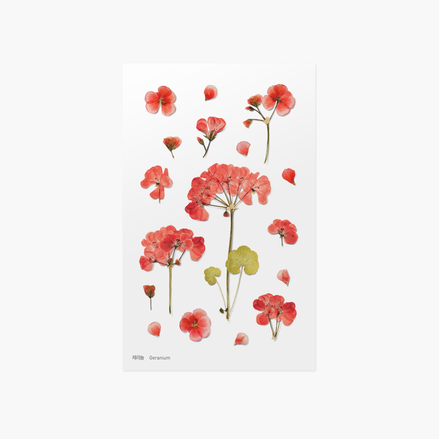 Appree Pressed Flower Sticker | Geranium