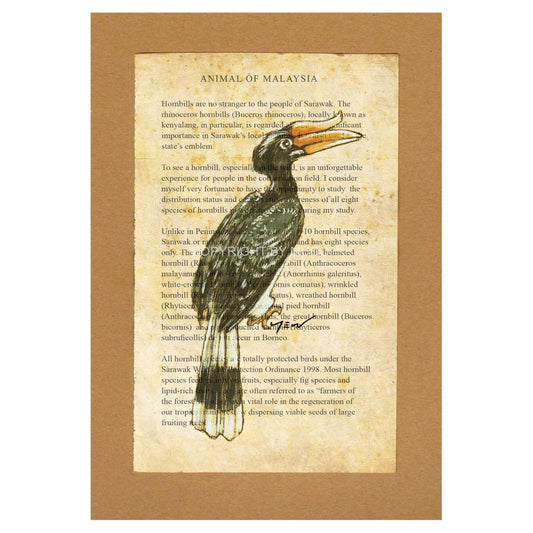 Malaysian Animal Postcard - Hornbill