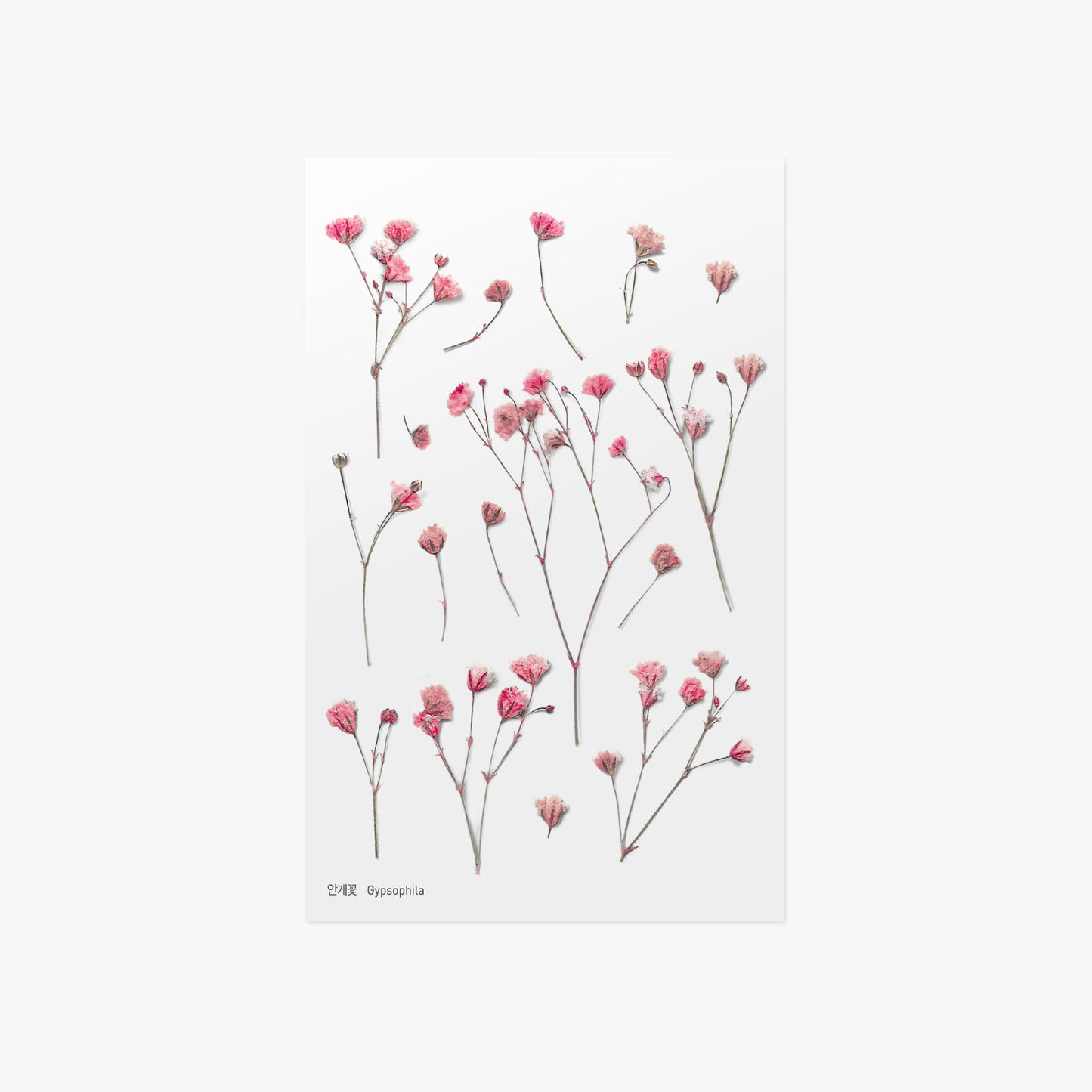 Appree Pressed Flower Sticker | Gypsophila