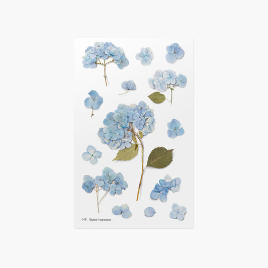 Appree Pressed Flower Sticker | Bigleaf Hydrangea