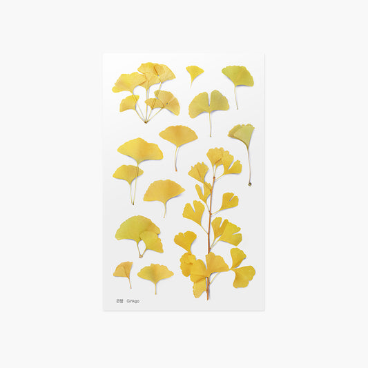 Appree Pressed Flower Sticker | Ginkgo