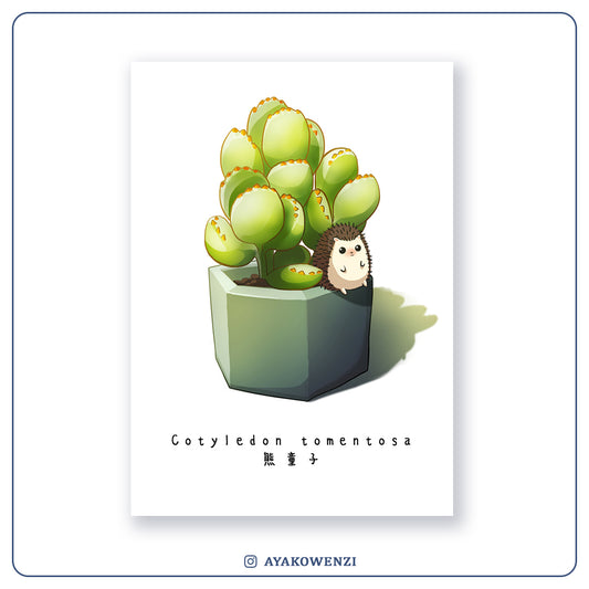 Postcard | Cotyledon Tomentosa