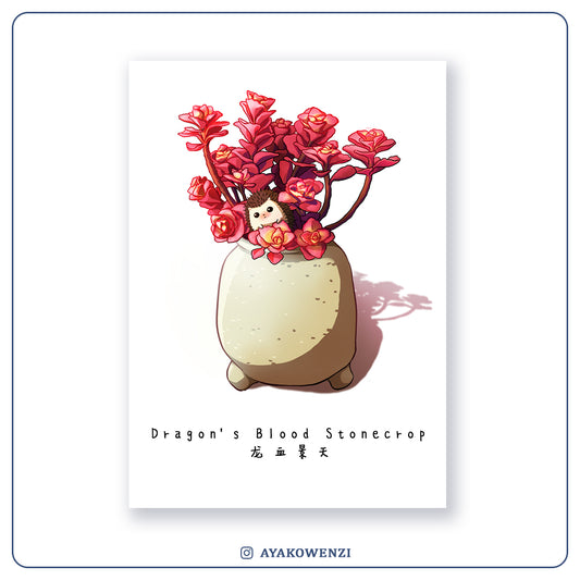 Postcard | Dragon's Blood Stonecrop