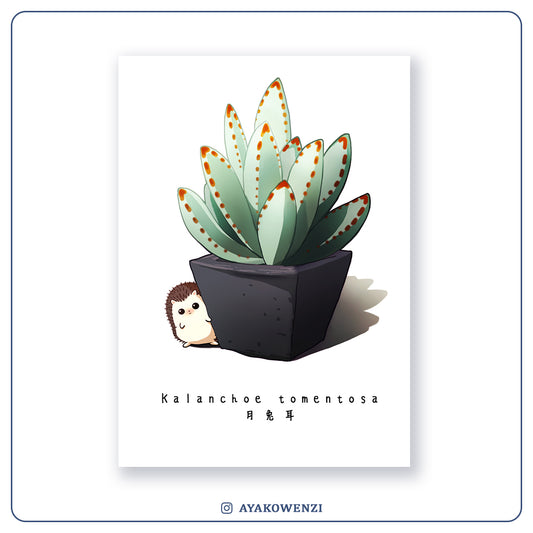 Postcard | Kalanchoe Tomentosa