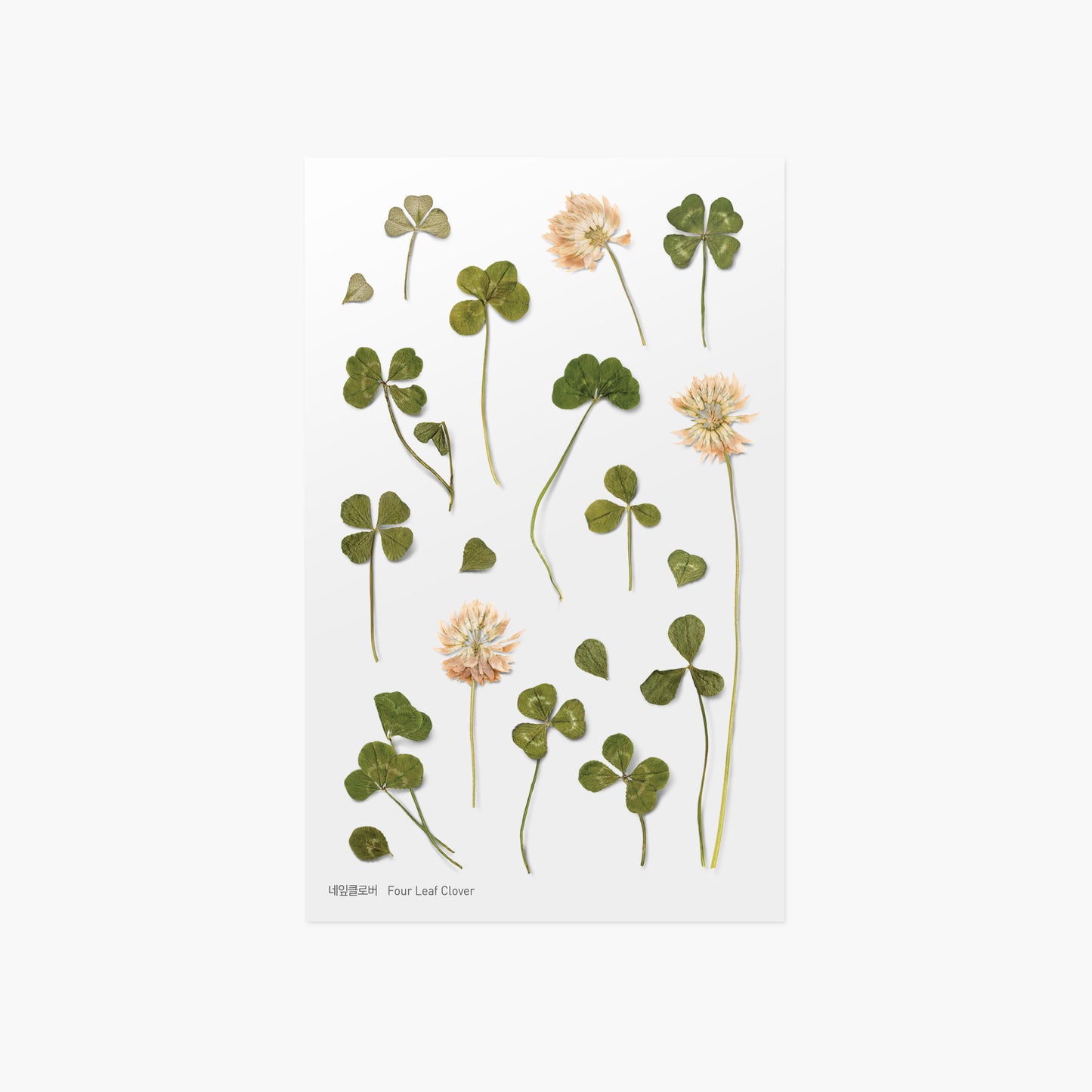 Appree Pressed Flower Sticker | Four Leaf Clover